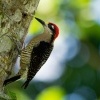 Datel cernolici - Melanerpes pucherani - Black-cheeked Woodpecker o6459